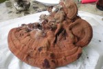 flacher-lackporling-,-artist`s-conk---ganoderma-applanatum